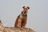 WELSH TERRIER 042